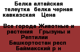 Белка алтайская телеутка, белка черная кавказская › Цена ­ 5 000 - Все города Животные и растения » Грызуны и Рептилии   . Башкортостан респ.,Баймакский р-н